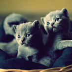 SeleneCanis's Avatar