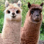 SpittyLlama's Avatar'
