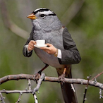 SenatorBird's Avatar