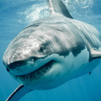 WhiteSharkPlayz's Avatar'