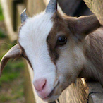 Biquette.PX's Avatar'