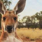 Kangaroo77's Avatar