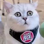 EdoardoPatata's Avatar'