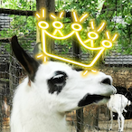 MVB_KingLlama's Avatar'