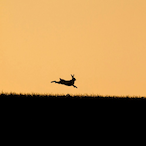 I_like_paka's Avatar'