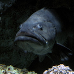 VMSzomonkas_hal's Avatar'