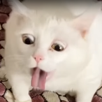 Geisterzwerg_'s Avatar'