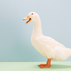 F_duck0's Avatar'