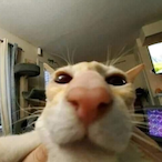 Tiltmann's Avatar'