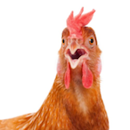 dads_belt44's Avatar'