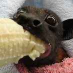 EvilDrPickle's Avatar'