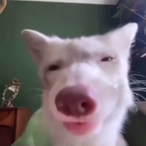 BigDaddehDoge's Avatar