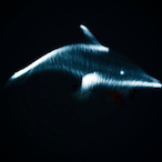 TrinamiOrca's Avatar'
