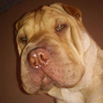 mateustete's Avatar'