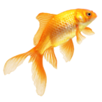Fishhiscool's Avatar'