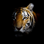 Tiger.AoE's Avatar'