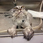 eXtremeWarhead's Avatar