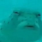 FemboyShiva's Avatar'