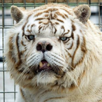 down_tiger's Avatar'