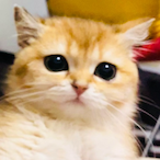 DouDouCatDDC's Avatar'