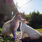 DvJ_LostHer2023's Avatar'