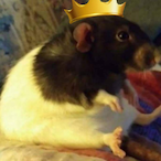 Shadowski12345's Avatar'