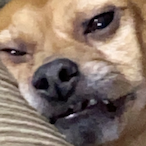 Earlessflea's Avatar'