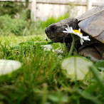 Sweatynillga's Avatar'