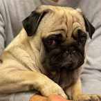 Puggy_Marcus's Avatar'