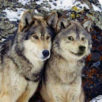 SingleDogBiteMe's Avatar'