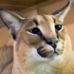 dylandavid12's Avatar'