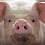 canadian_pig's Avatar'