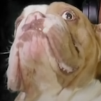 FransBauer's Avatar'