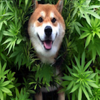 Ursa_Muskrat's Avatar'
