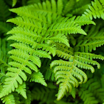 ToilSomeFern's Avatar'