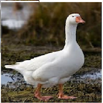 SgtGoose.-'s Avatar'