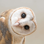 Hibernatus_'s Avatar'