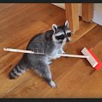 raccoongod95's Avatar'