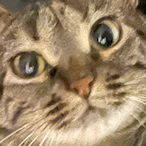 RexIsSleepy's Avatar'