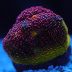 chubbycherubb's Avatar