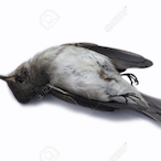 Thicc.Birb's Avatar'