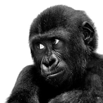 NunusPoilu's Avatar'