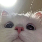 lux.zt's Avatar'