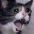 MrNormie's Avatar'