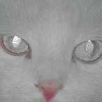 fra1m's Avatar'