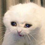 STREAMER_BTW554's Avatar'