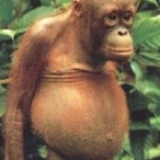 GorillaBolls420's Avatar'