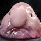 ChDerby's Avatar'