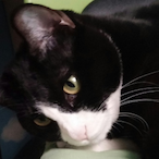 tiny-insect84's Avatar'