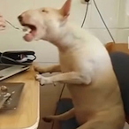 come__guzzler's Avatar'